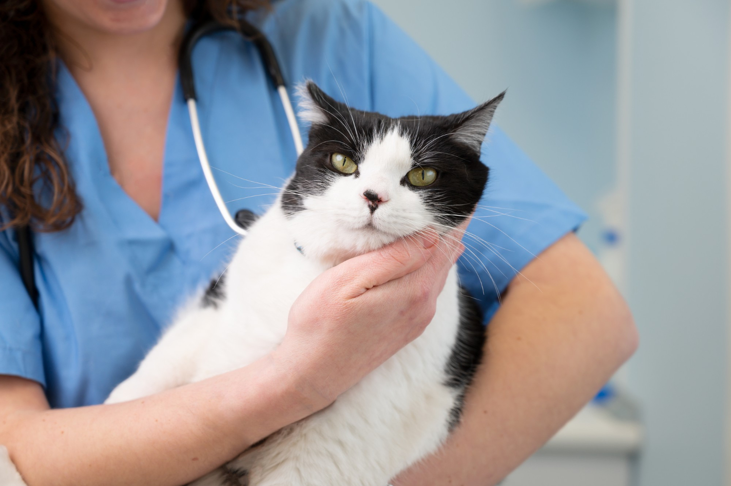 gato no veterinário