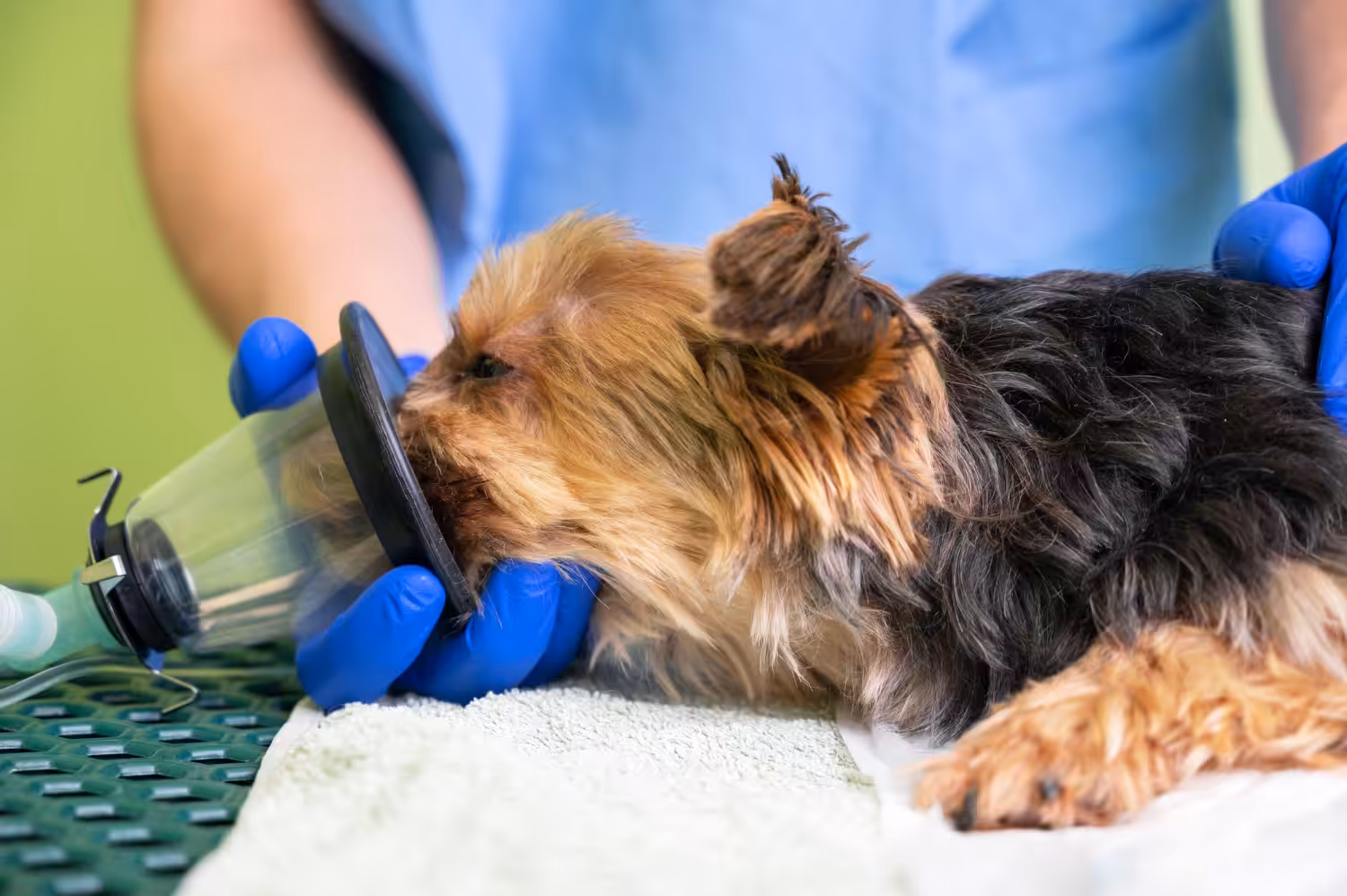 Como a castração pode prevenir doenças nos pets?