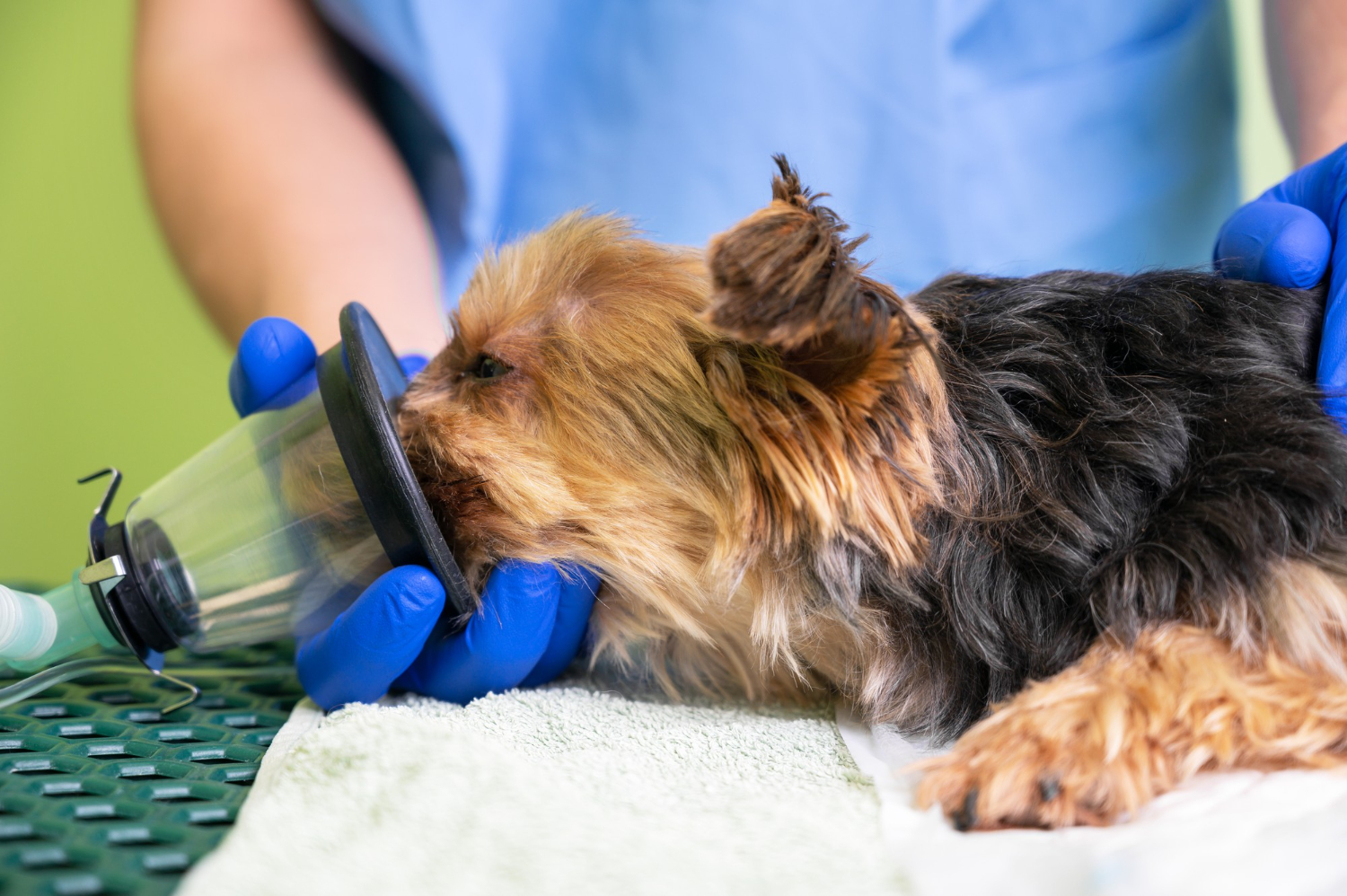 Como a castração pode prevenir doenças nos pets