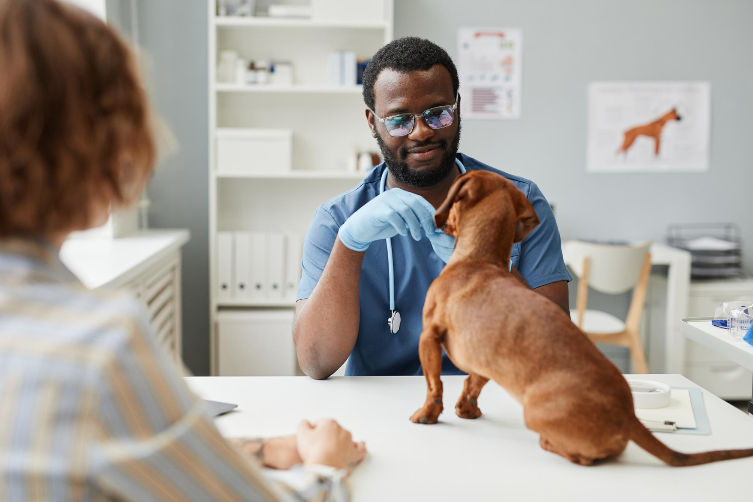 veterinário em consulta