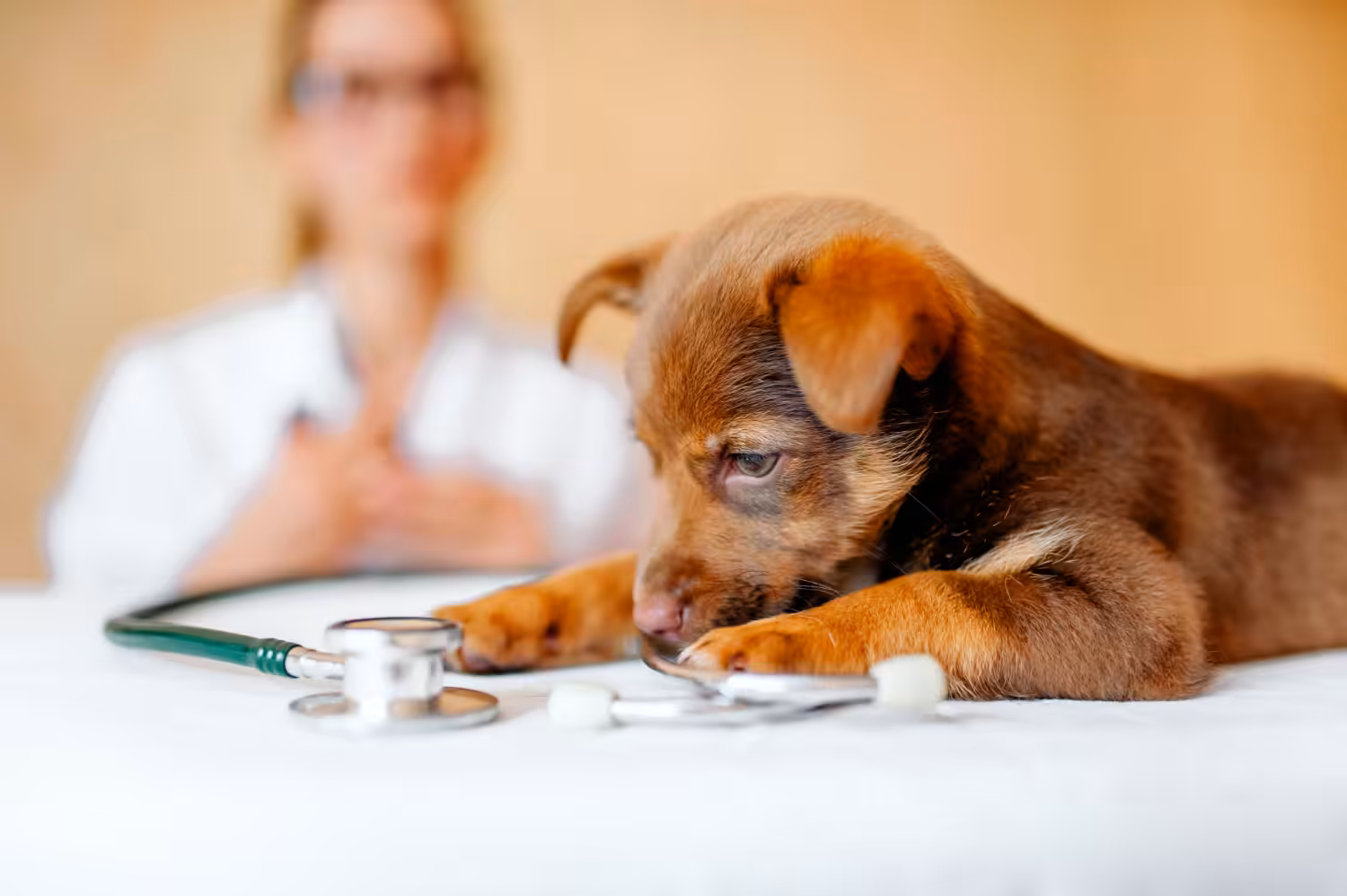 Veterinário reforça a importância da vermifugação aos pets