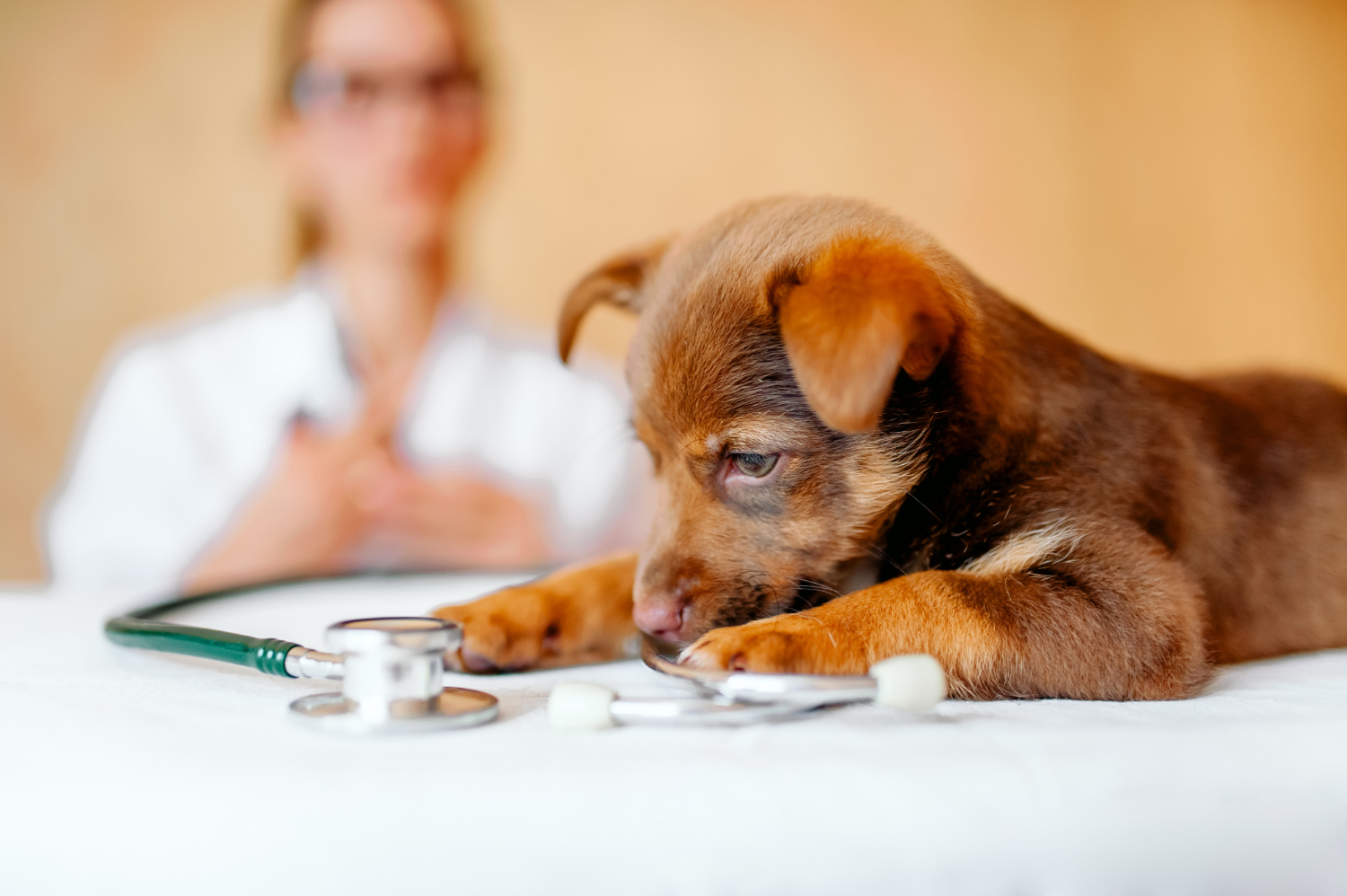 cachorro e veterinário