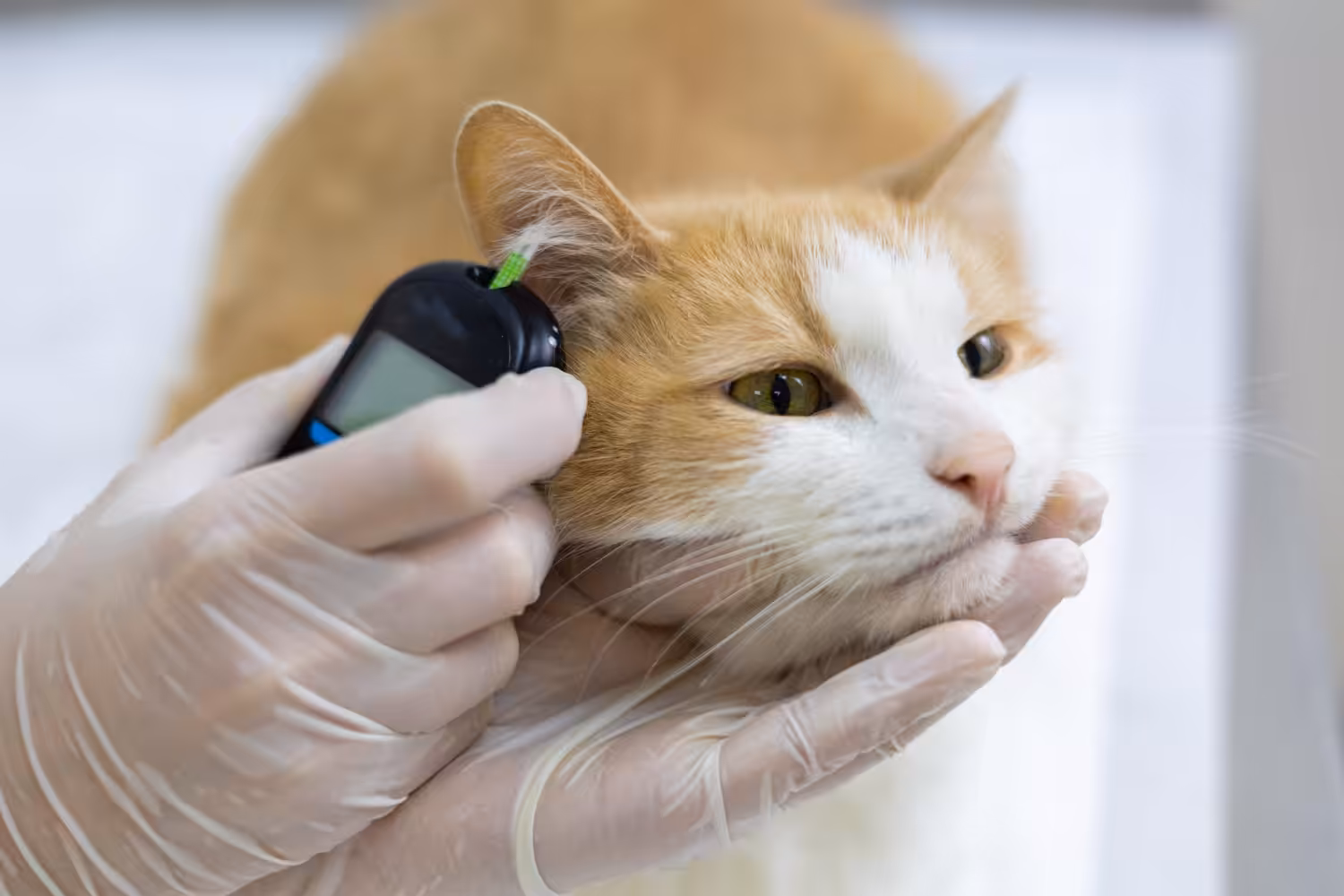 Veterinária ensina cuidados essenciais para pets com diabetes
