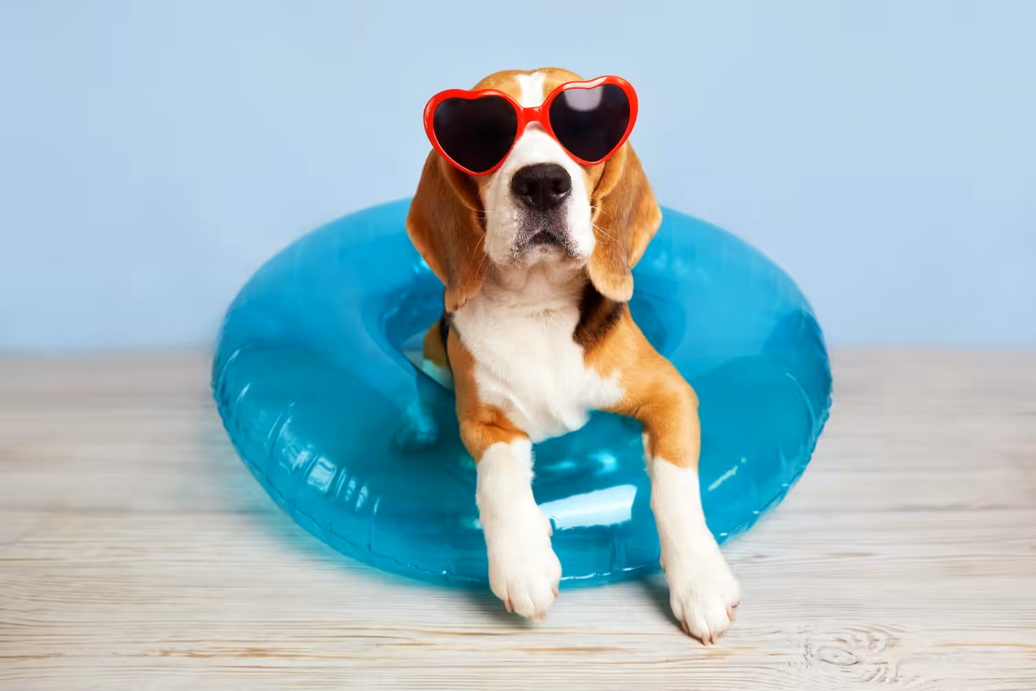 Verão precisa de cuidados redobrados com pulgas e carrapatos