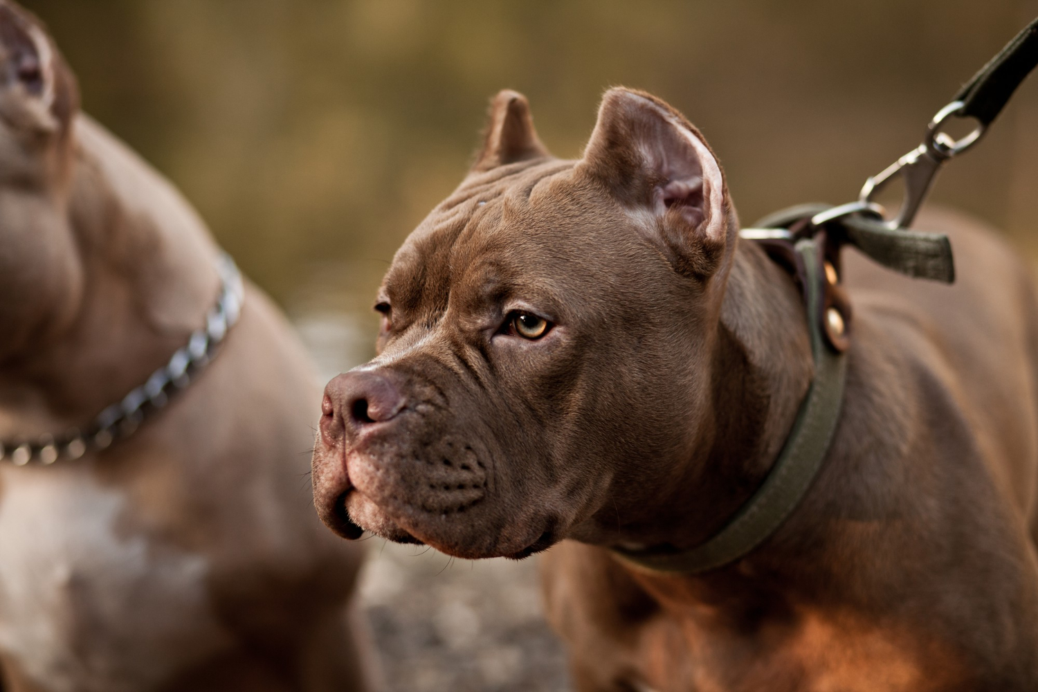 Lei proíbe a procriação e a entrada de cães da raça pit bull em Minas Gerais