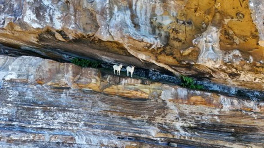 Cabras sobreviveram por mais de 200 anos isoladas e sem água doce na Bahia