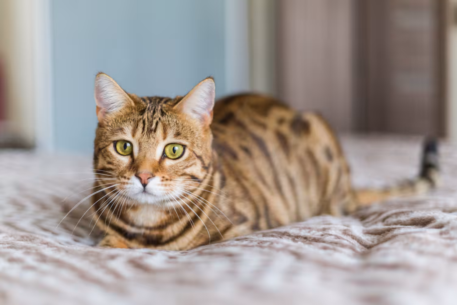 Entender as causas da toxoplasmose é essencial para a saúde animal