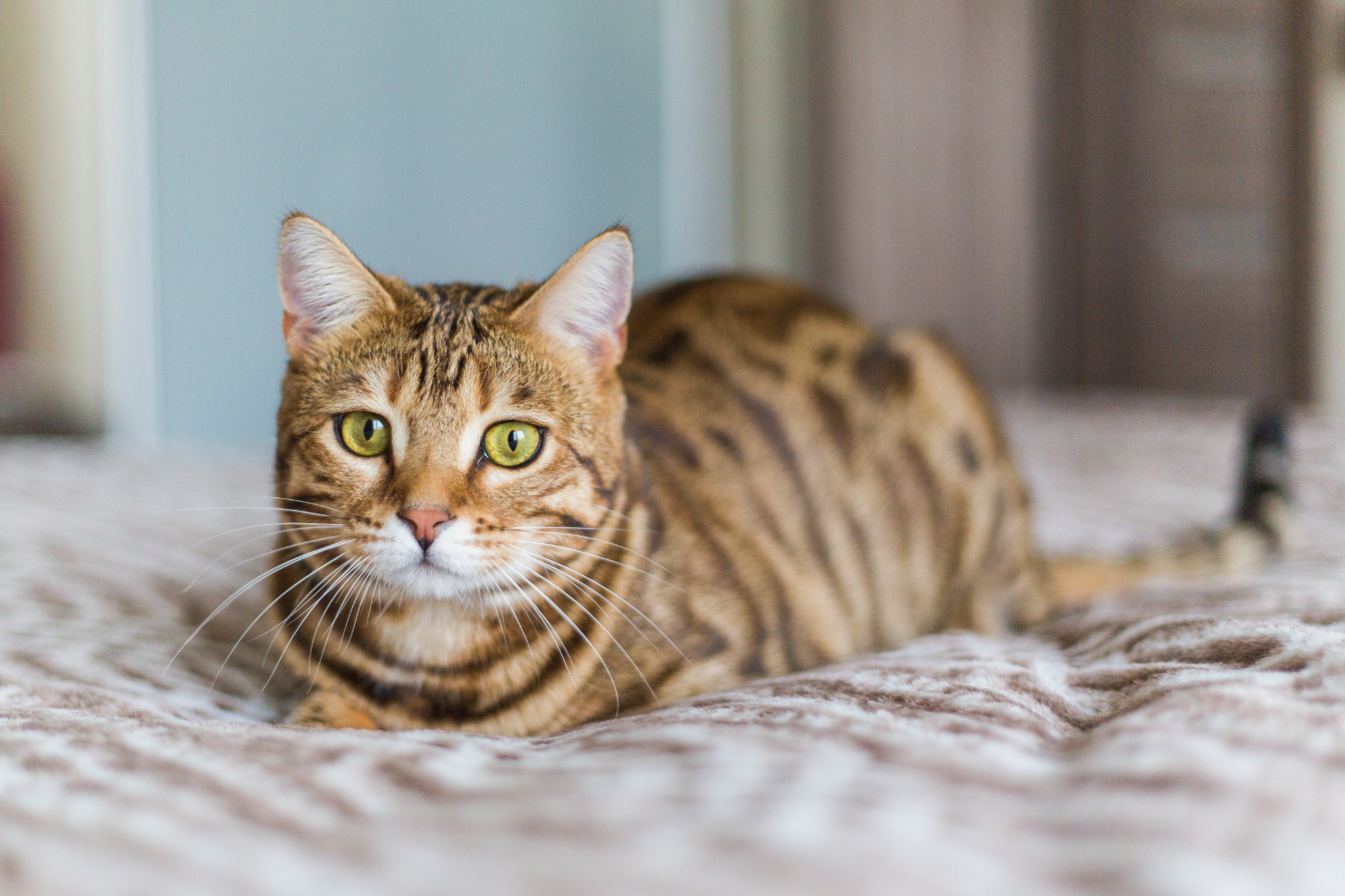 Entender as causas da toxoplasmose é essencial para a saúde animal