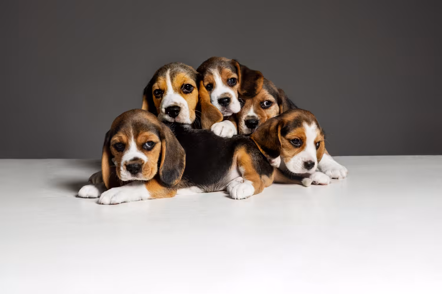 Projeto de lei discute regras para reprodução e comercialização de cães e gatos 