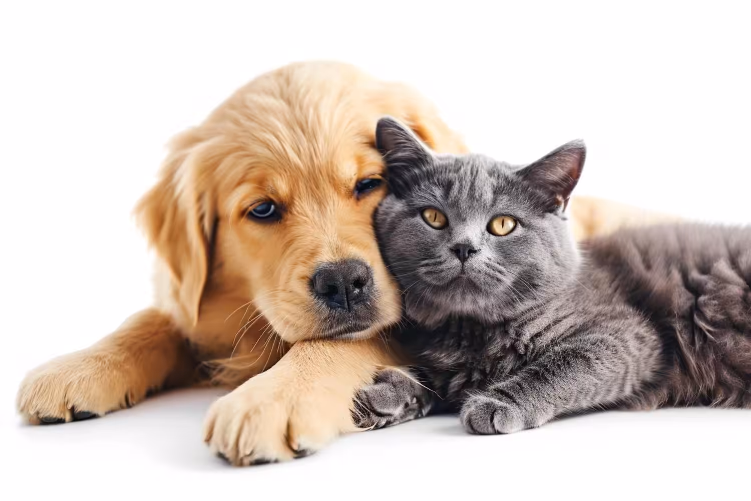 Gato ou cachorro? Confira dicas para escolher qual pet adotar