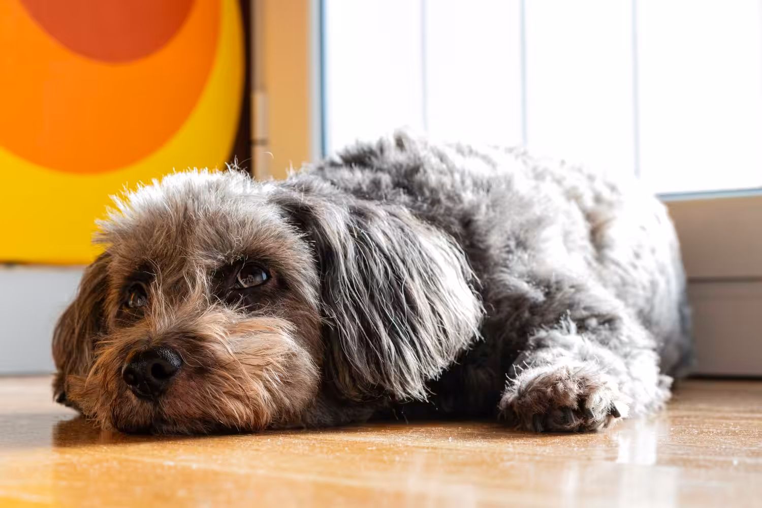 Saiba como proteger seu cão contra a leptospirose