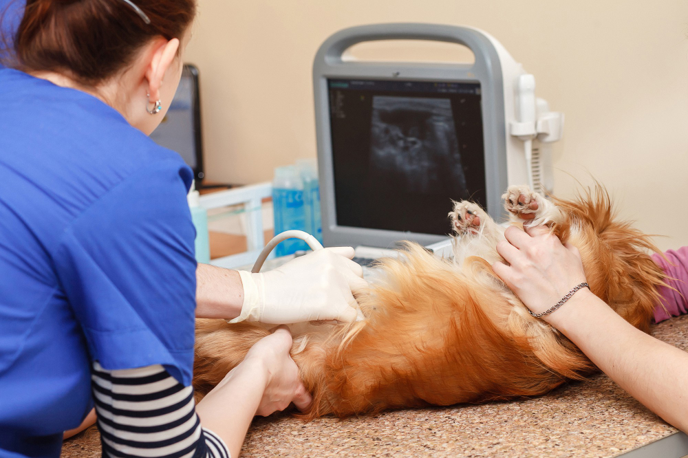 A ultrassonografia é o melhor exame para diagnosticar a lama biliar nos cães e gatos