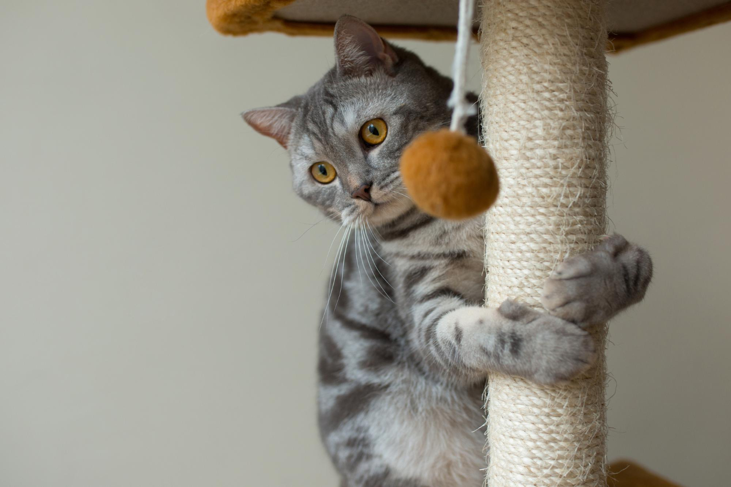 Doença da arranhadura do gato é subestimada e precisa de atenção