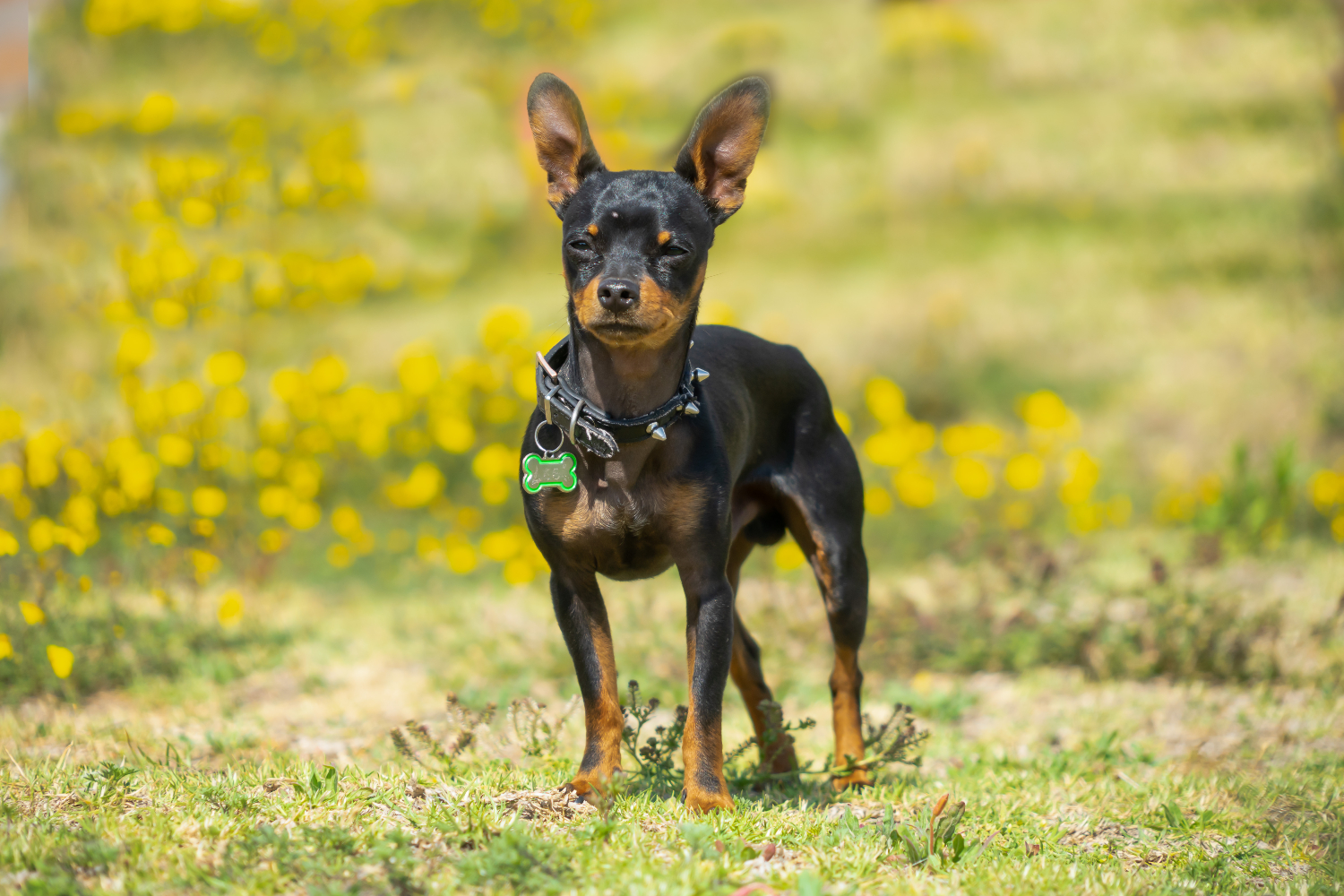 Cães pequenos se destacam pela enorme inteligência