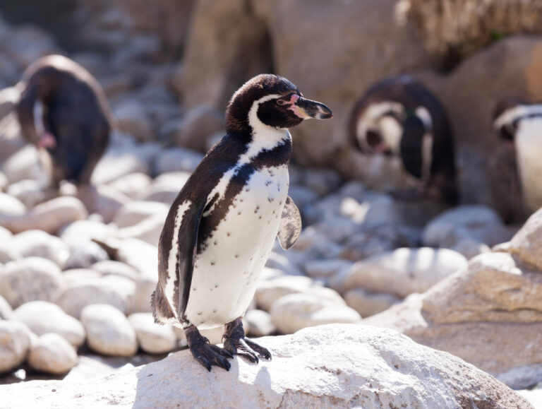 Pinguin é flagrado nadando na Praia do Arpoador, no RJ'