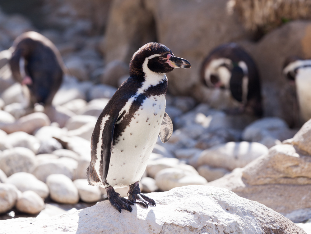 Pinguin é flagrado nadando na Praia do Arpoador, no RJ'