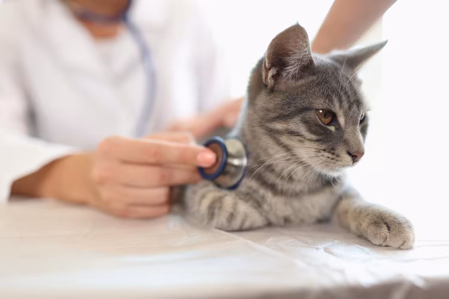 Saiba como reduzir o estresse dos gatos nas consultas veterinárias