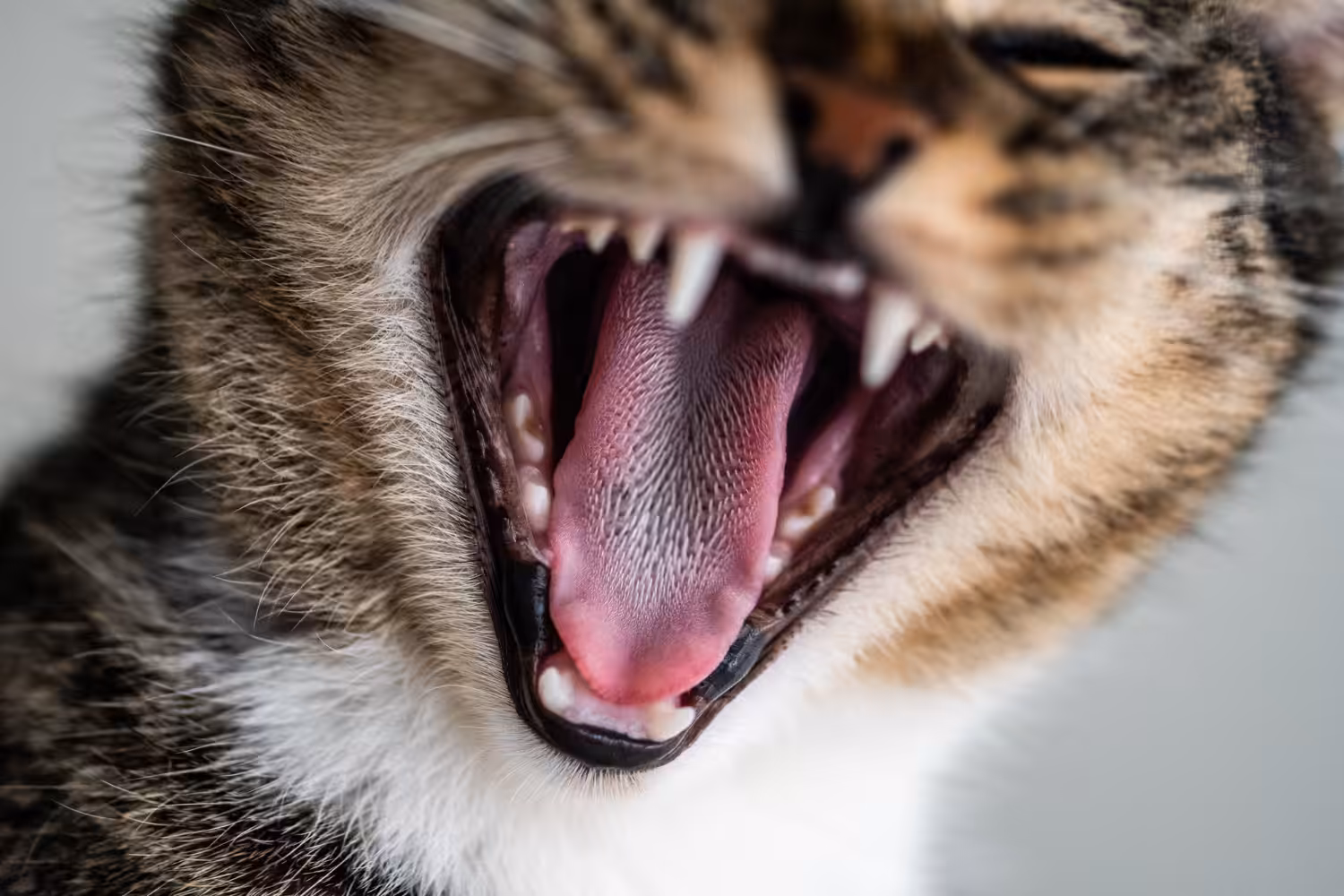 Pet no dentista? Profissionais ensinam como cuidar da saúde bucal de cães e gatos