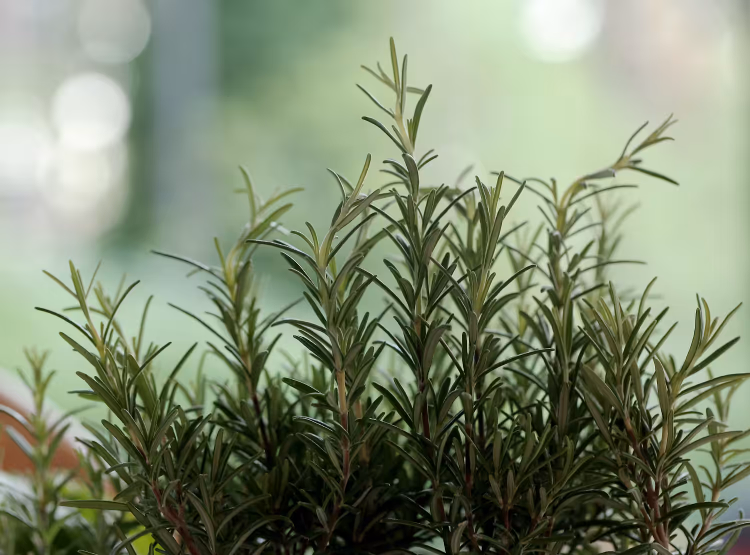 Plantas caseiras ajudam a manter pulgas e carrapatos longe do seu pet