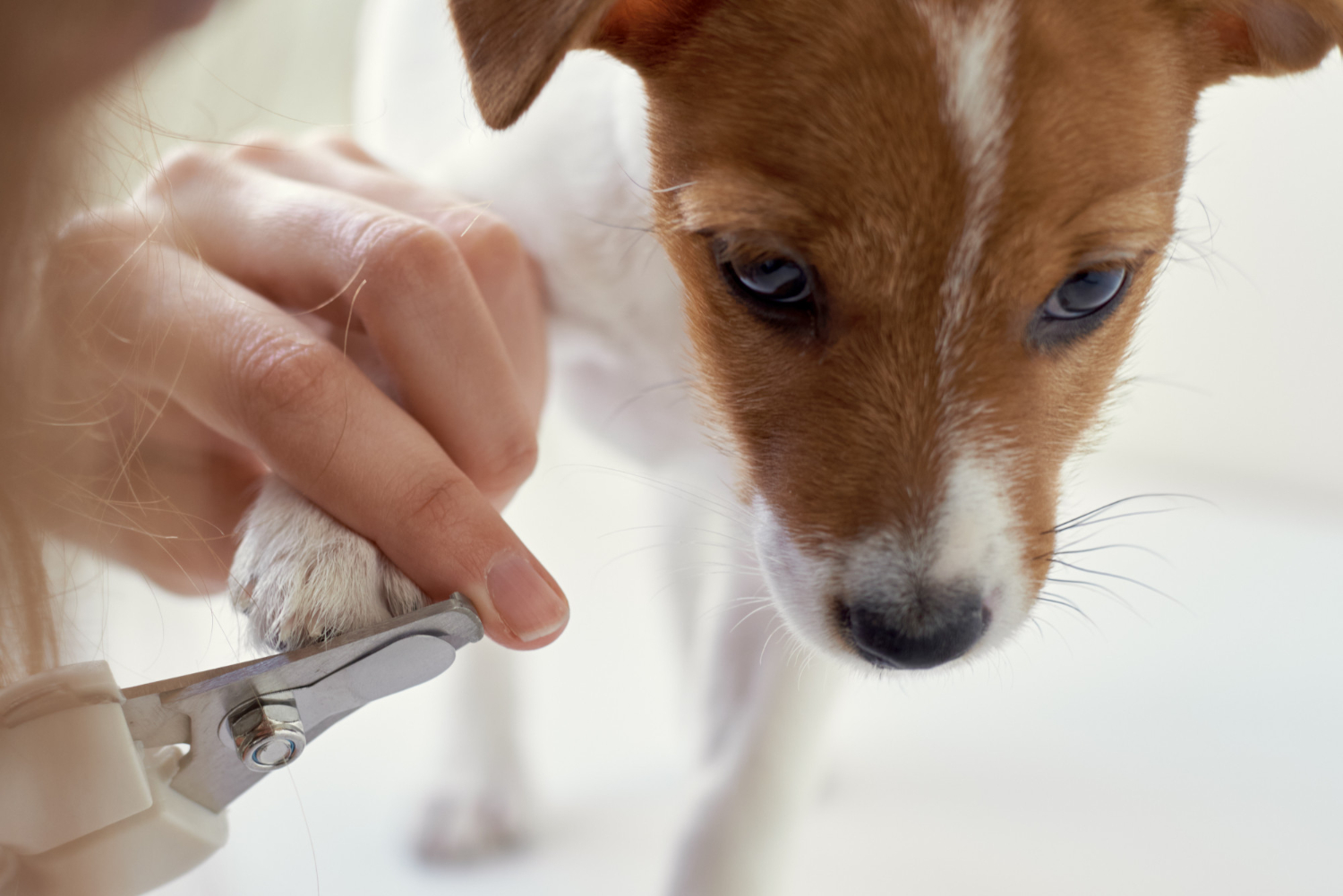 Corte das unhas dos pets necessita de atenção dos tutores