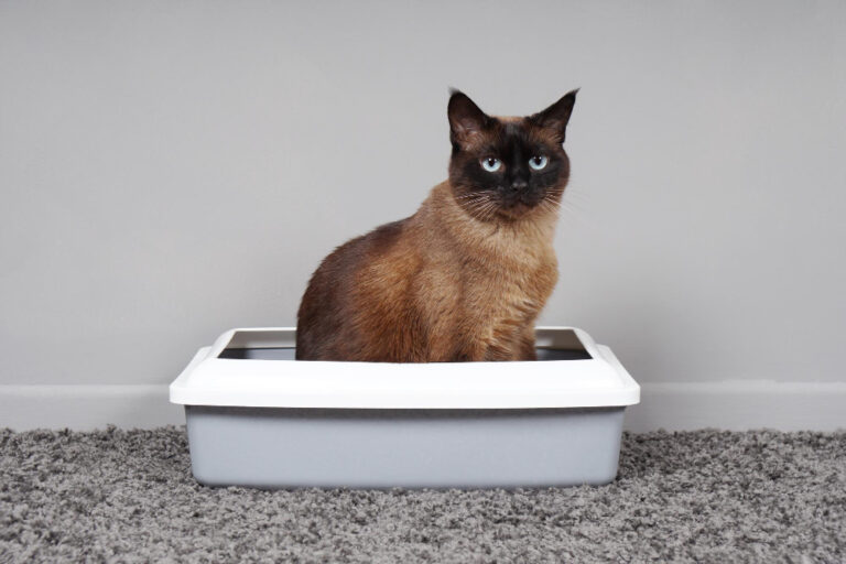 PremieRpet participa do Cat Congress com palestra sobre obstrução uretral em felinos