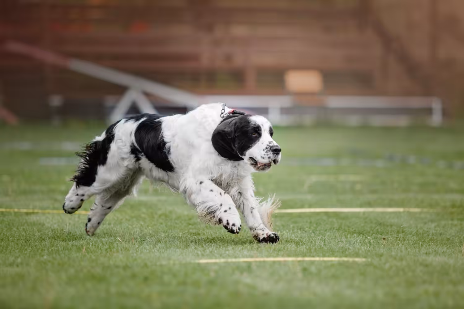 Quão rápido os cães podem correr?
