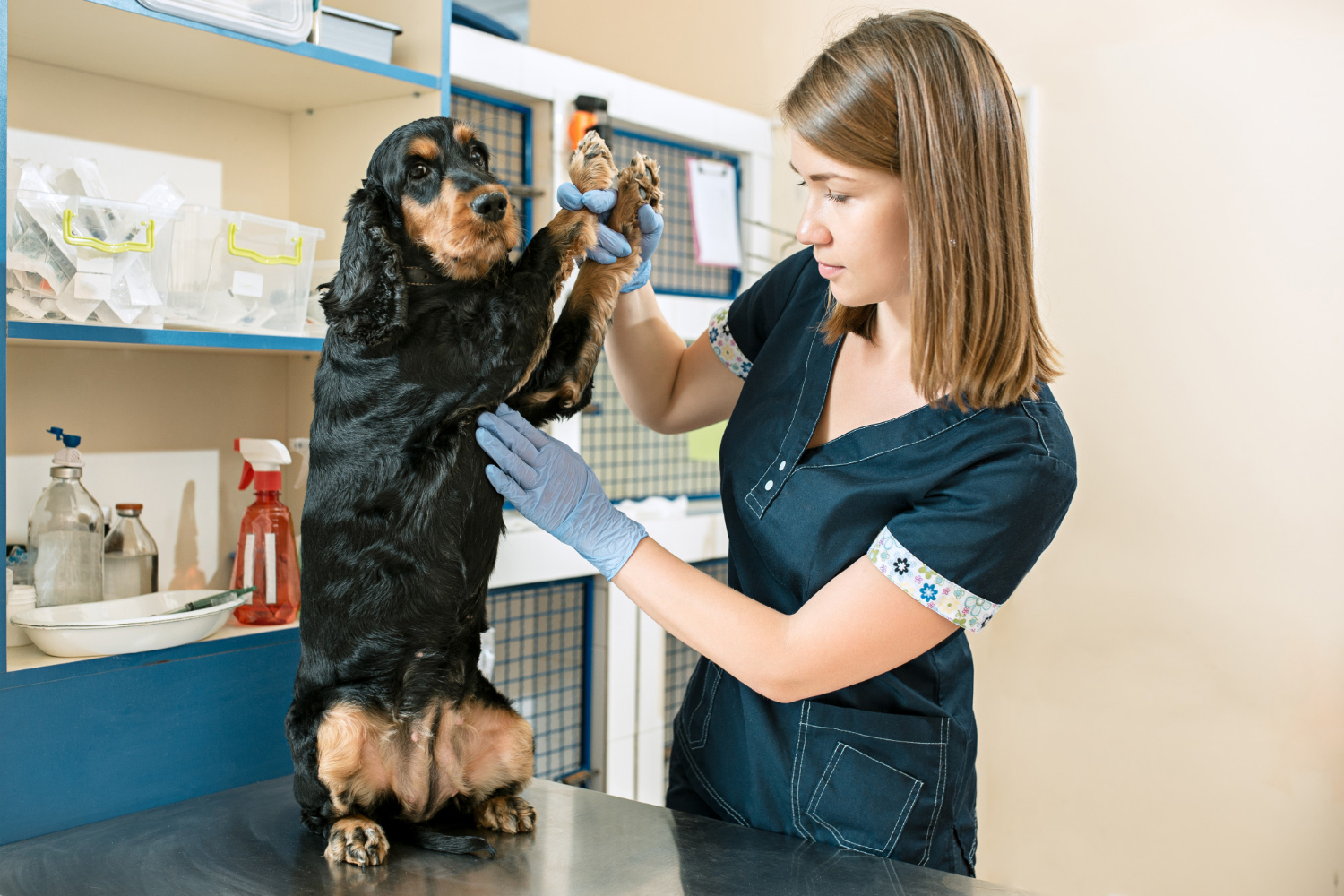 dermatologia cães