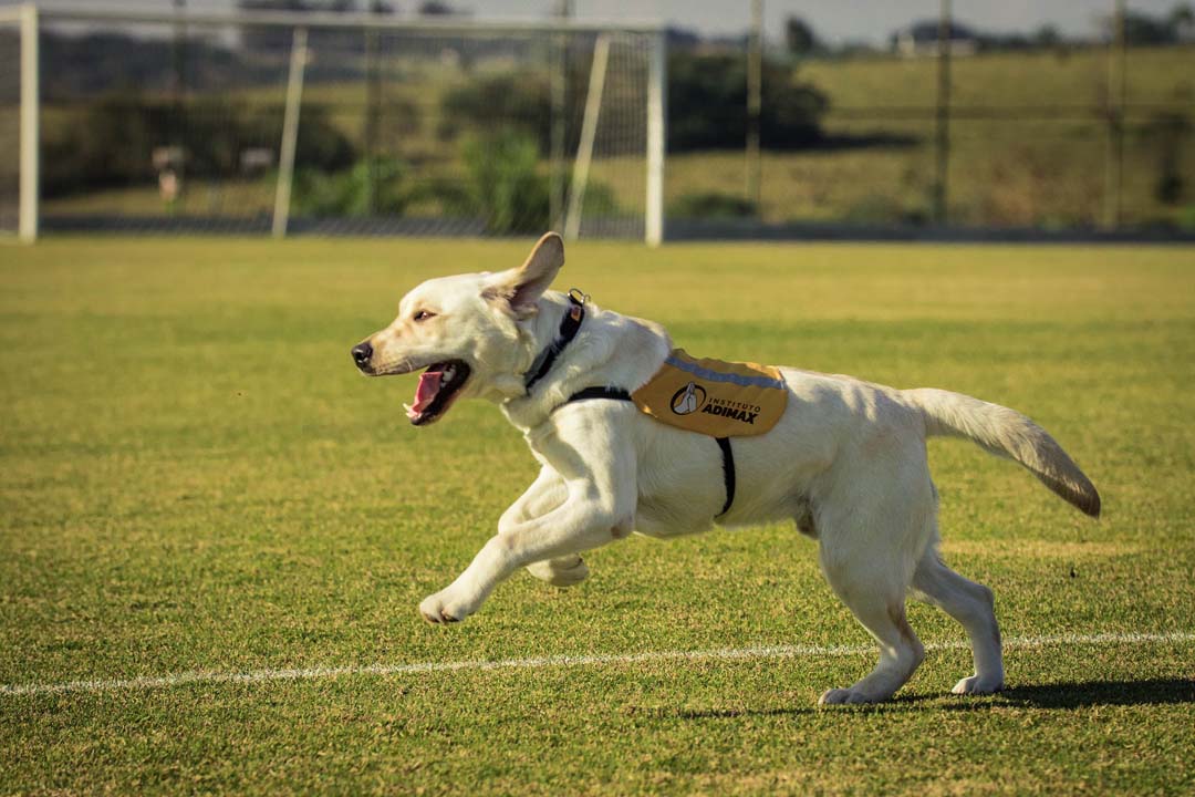 cachorro correndo