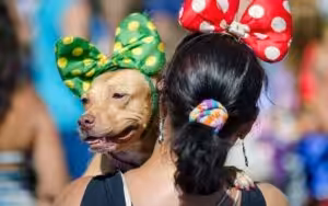 Carnaval com responsabilidade: como proteger cães e gatos durante a folia