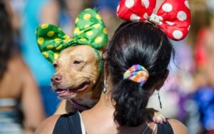 Carnaval com responsabilidade: como proteger cães e gatos durante a folia