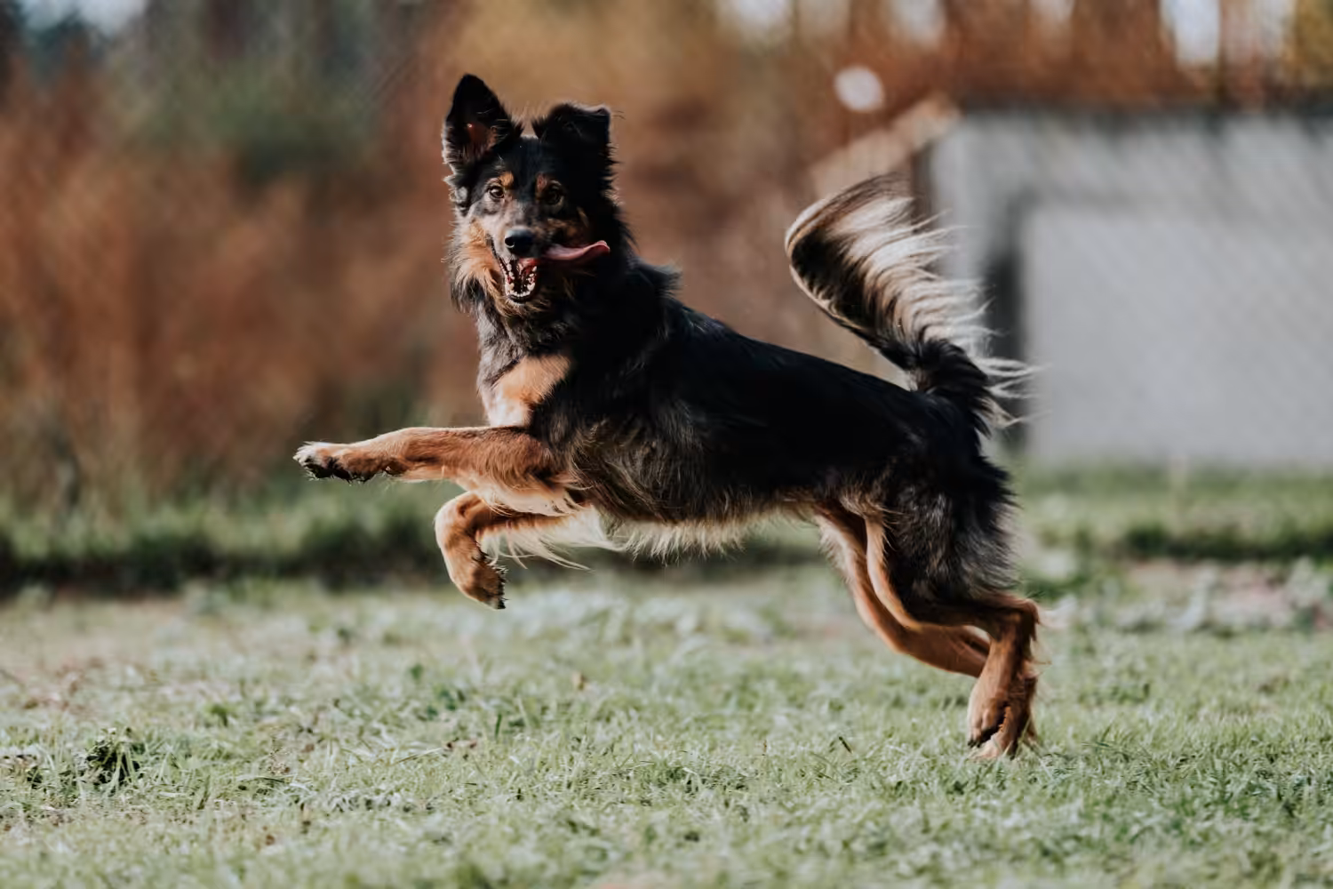 Você sabe qual a quantidade ideal de exercício diário para o seu cão?