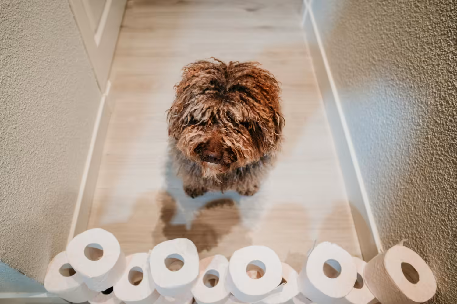 Veterinária dá dicas simples para seu cachorro não errar o lugar do xixi