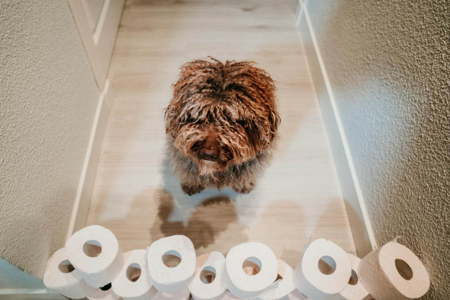 cachorro e banheiro no lugar correto