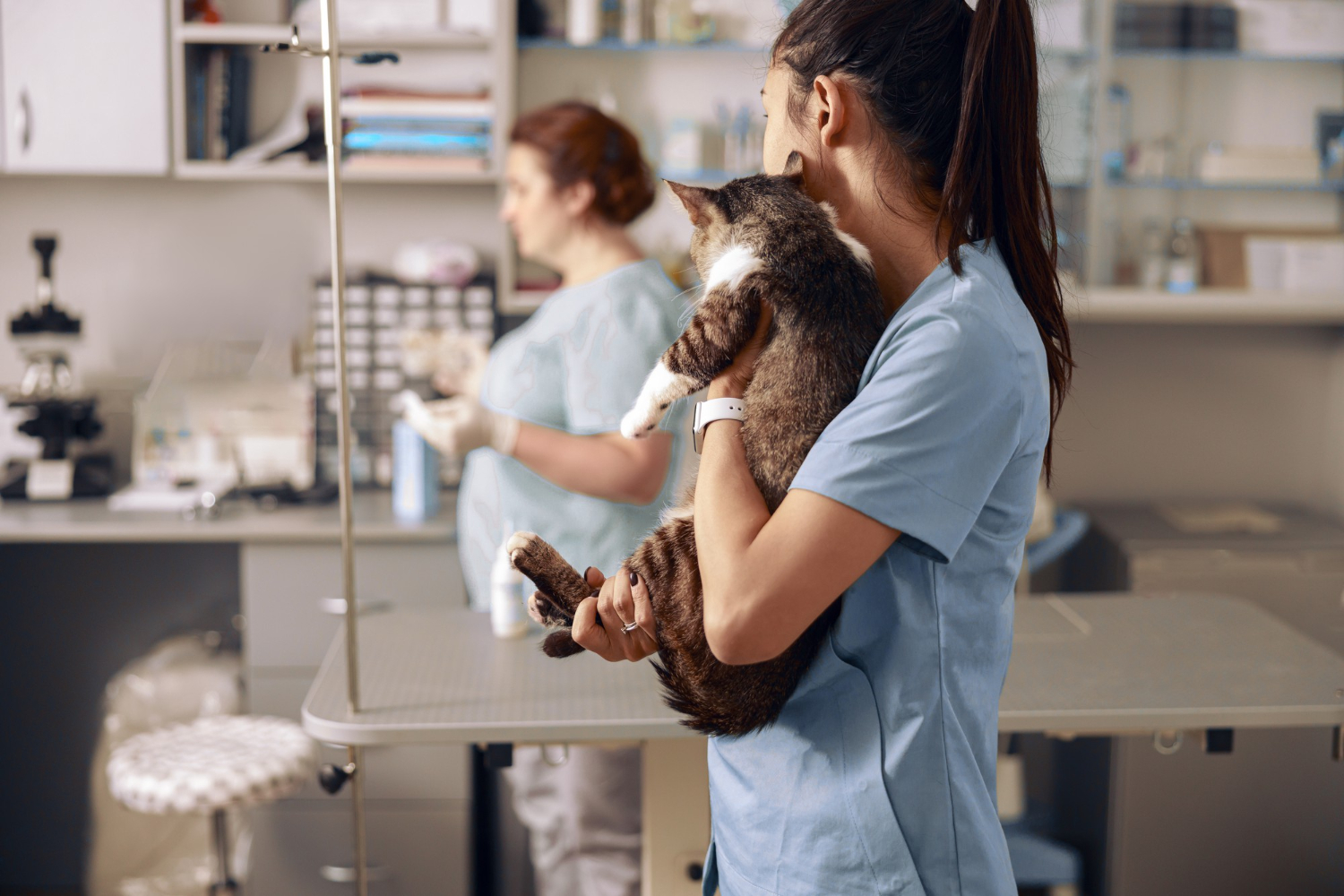 CCJ aprova redução de impostos sobre serviços veterinários