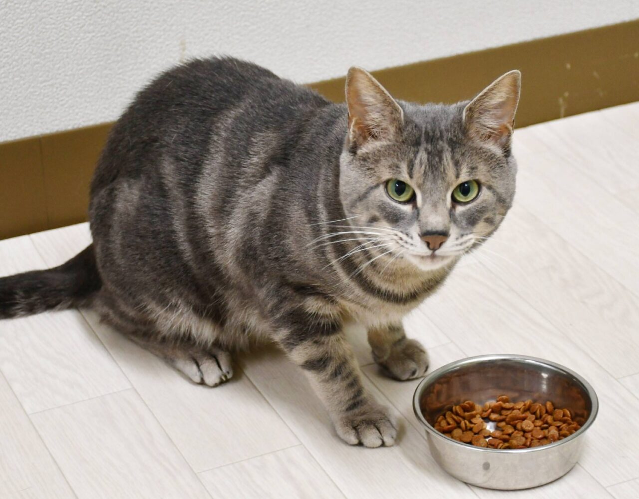 Por que os gatos deixam comida no pote? Estudo japonês aponta influência do olfato