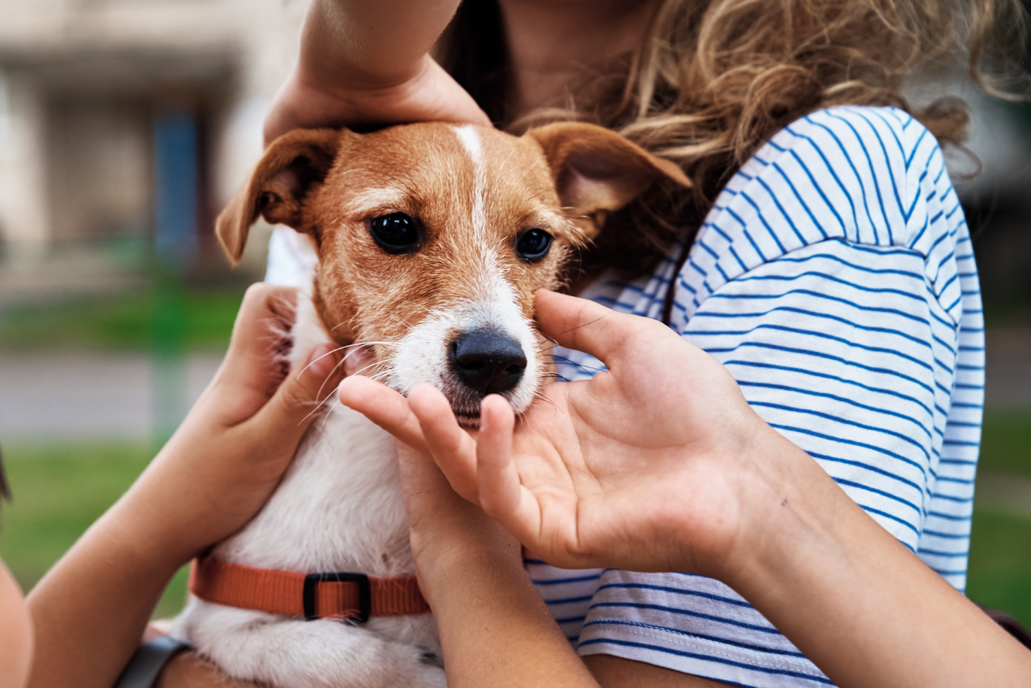 Tutores de primeira viagem devem ficar atentos aos cuidados dos pet
