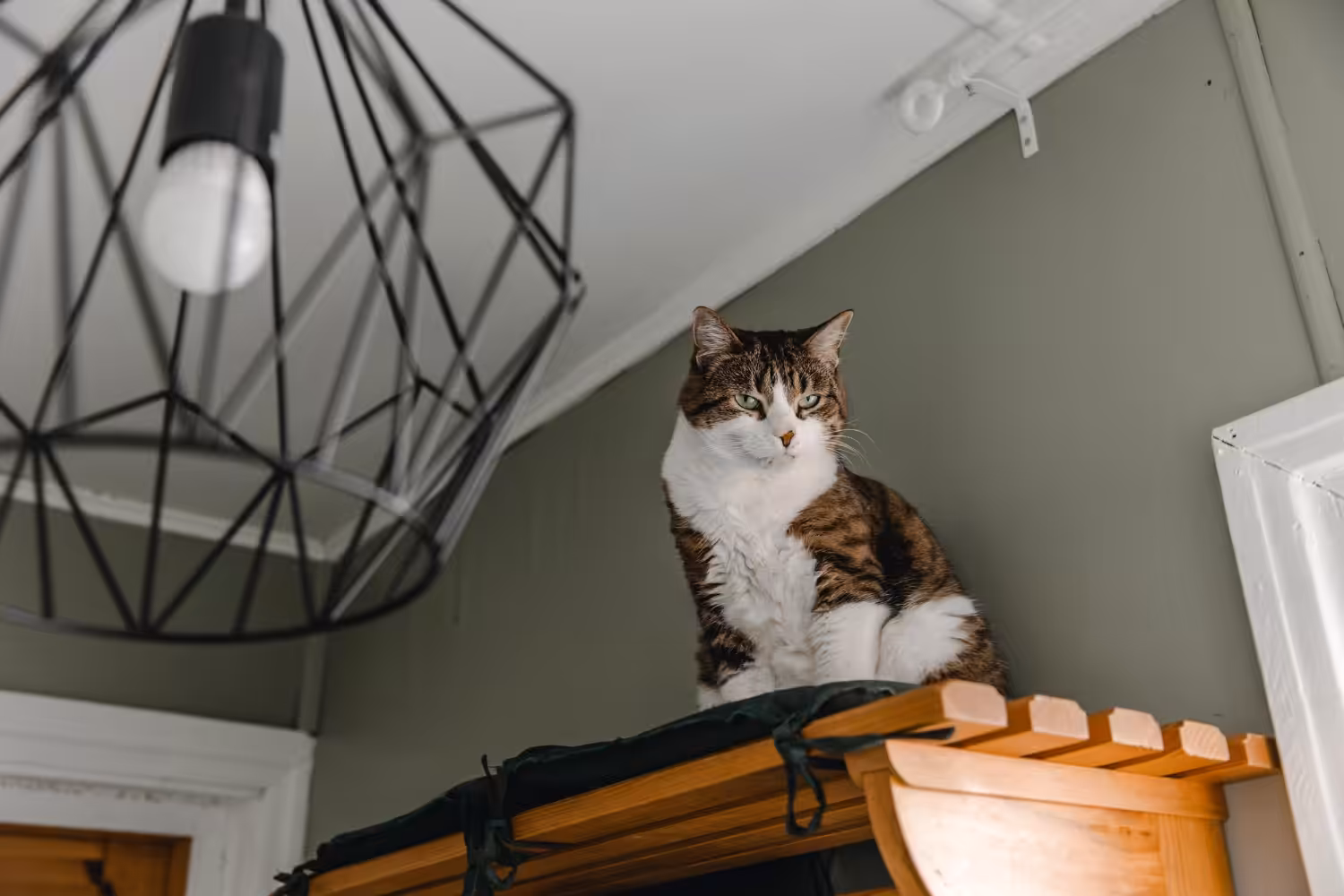 Por que os gatos gostam de ficar em lugares altos?
