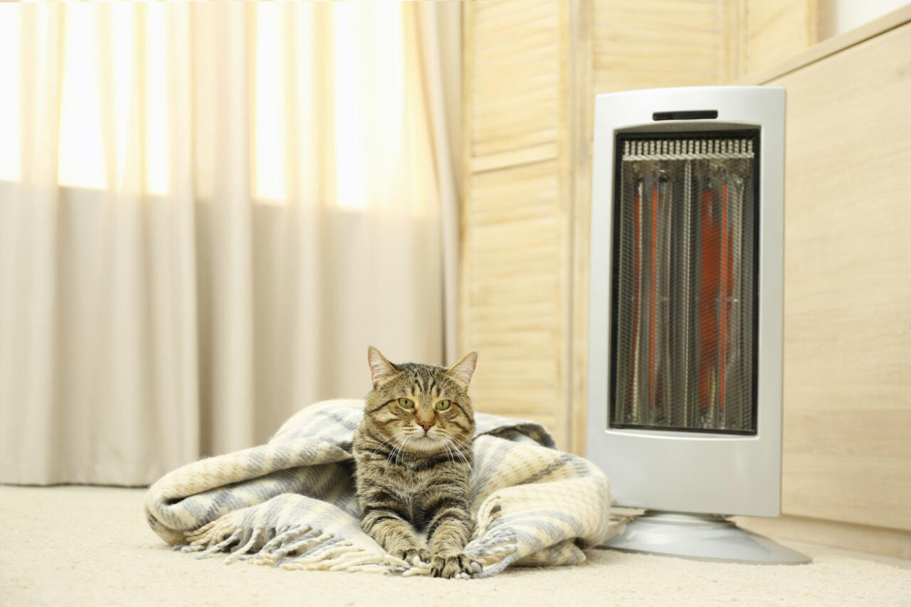 Como os cães e gatos controlam a temperatura corporal?
