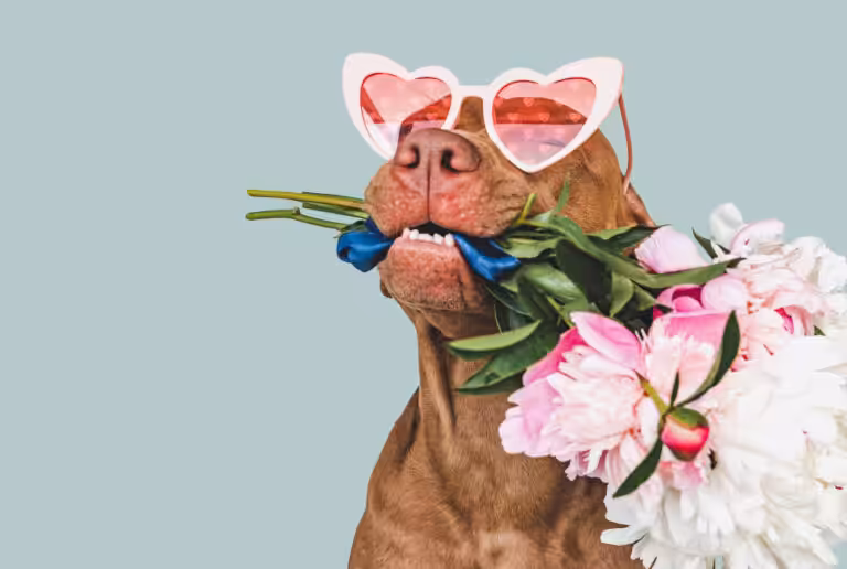 Cuidado preventivo assegura bem-estar dos pets durante a primavera