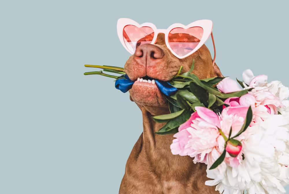 Cuidado preventivo assegura bem-estar dos pets durante a primavera