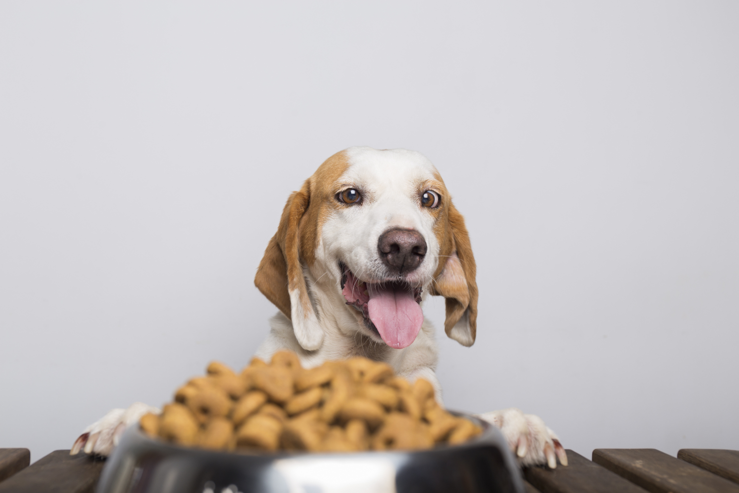 Profissional explica a frequência ideal da alimentação de um cão