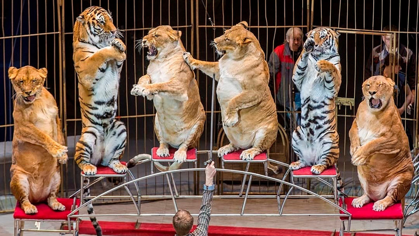 Dia do circo reforça combate à exploração de animais em espetáculos