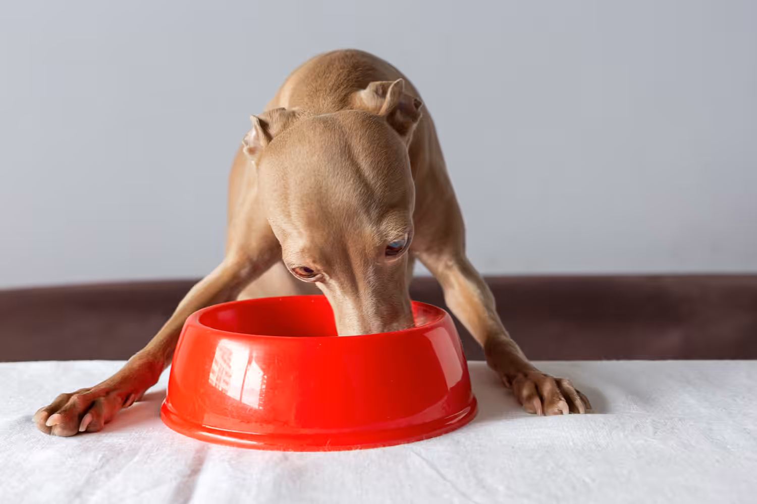 Nutrição de boa qualidade é aliada no tratamento de doenças urinárias em cães e gatos