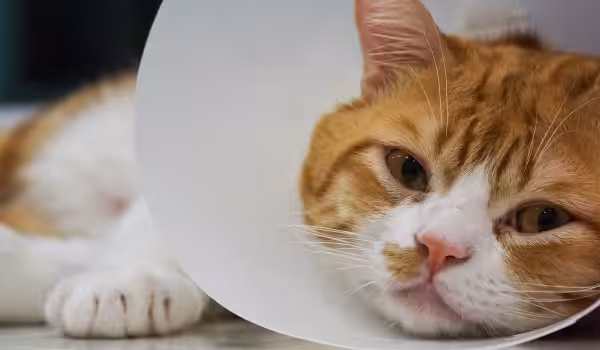 Saiba o que fazer quando seu gato não quer comer depois de uma cirurgia
