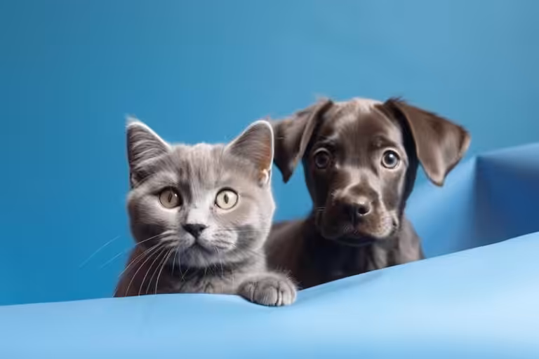 Veterinária explica como agir em caso de câncer de próstata em pets