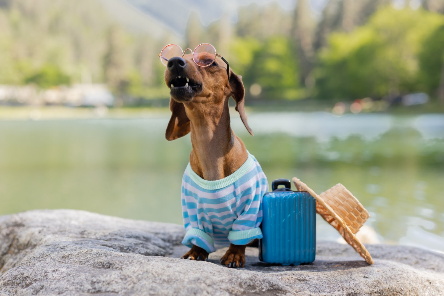 Veterinário destaca cuidados essenciais para viajar com seu pet