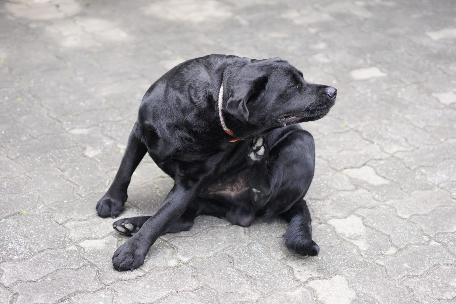 Sabia que pulgas podem transmitir doenças parasitárias aos pets?