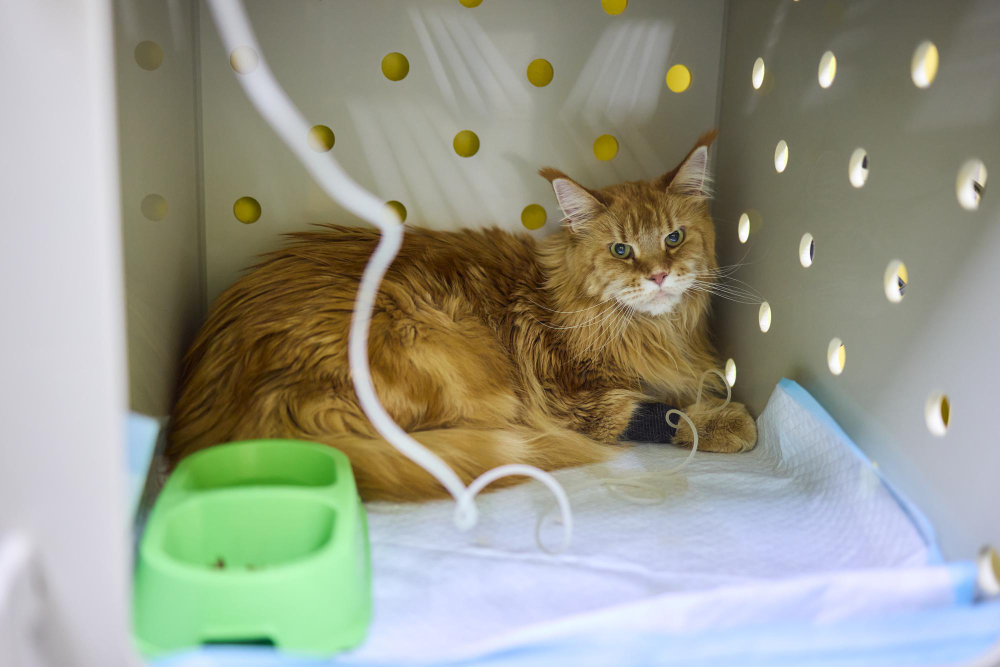 Felinos na internação: Quais os cuidados mais importantes?