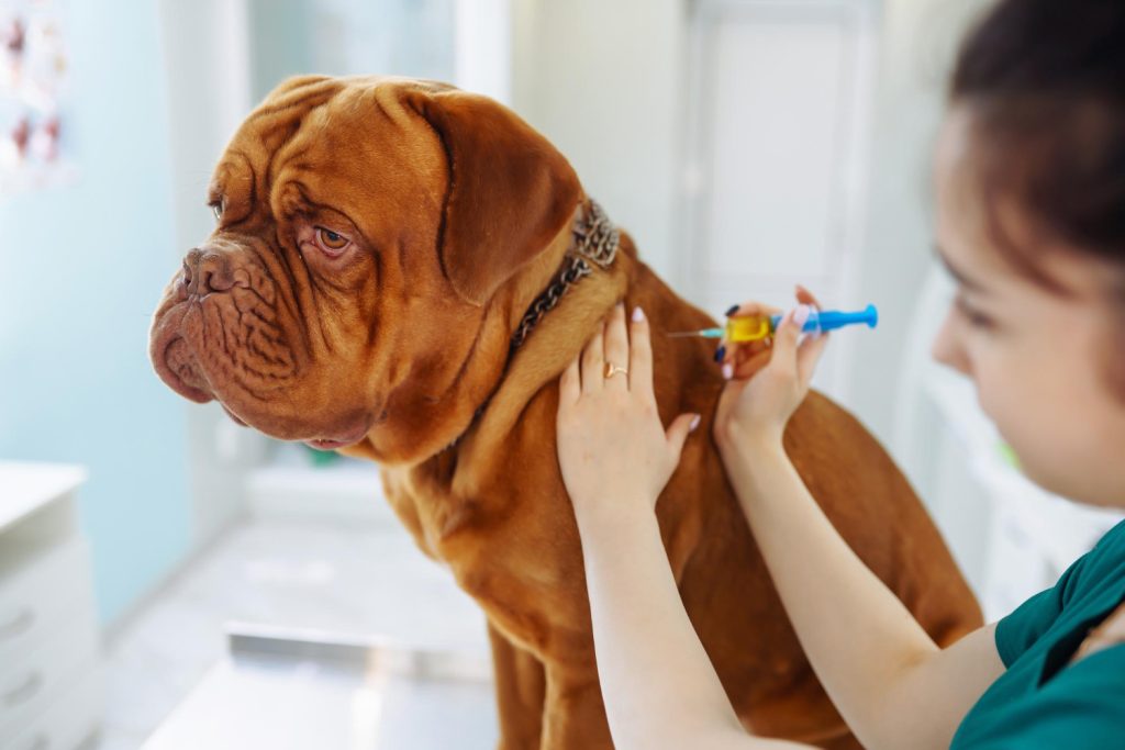 Quais os cuidados com os cães após vacina?