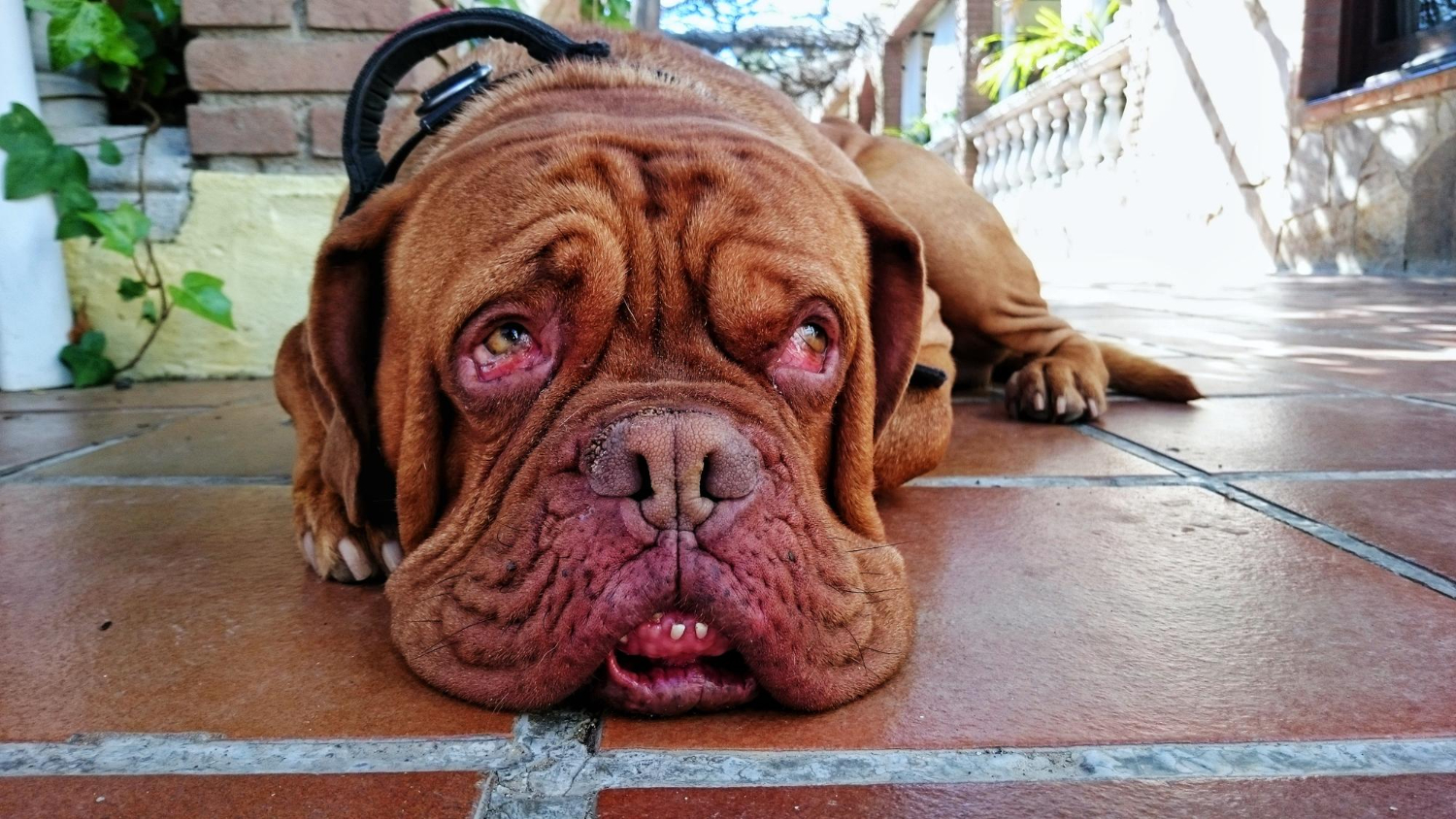 Cão cheirando mal pode ser sintoma de algumas doenças